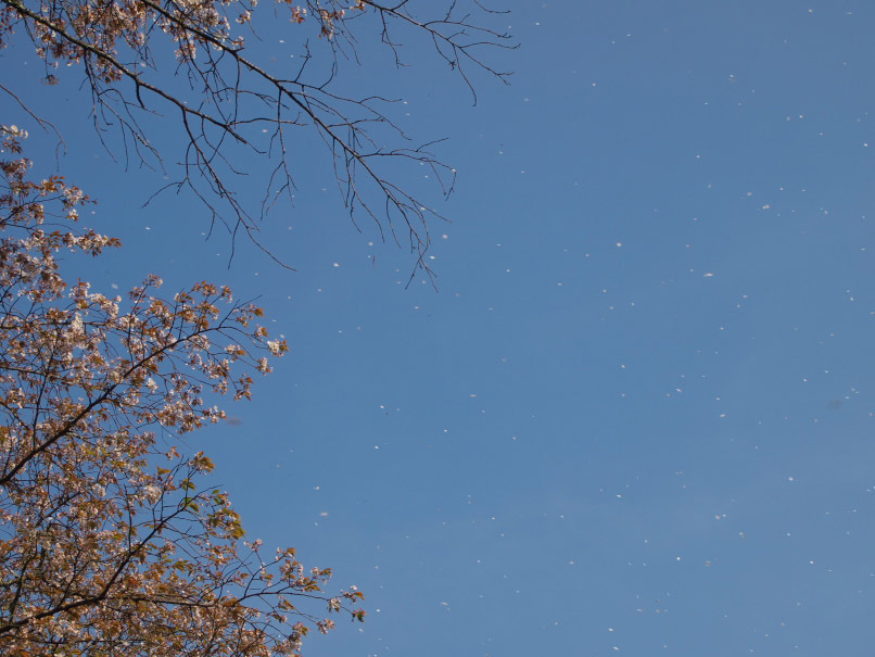 桜吹雪