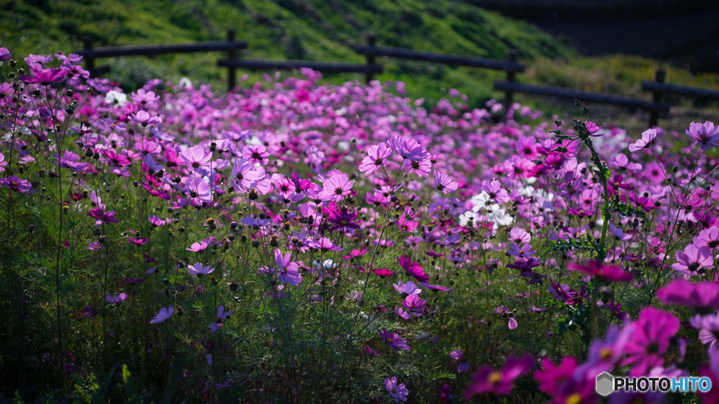 コスモス八景<5>