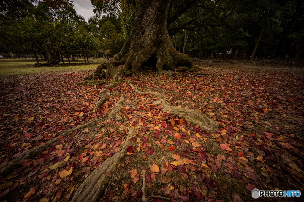 奈良公園の朝<1>