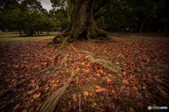 奈良公園の朝<1>