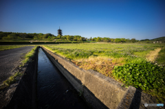 備中国分寺の春<5>