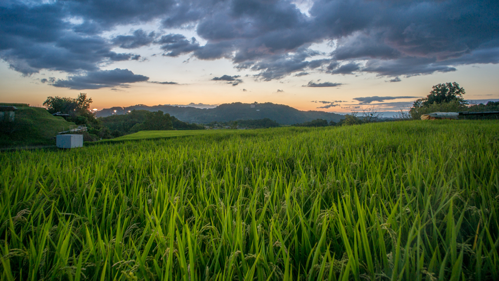 棚田の夕暮れ時<1>
