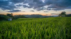 棚田の夕暮れ時<1>