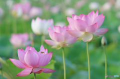 回収に上がりました 回収に上がりました