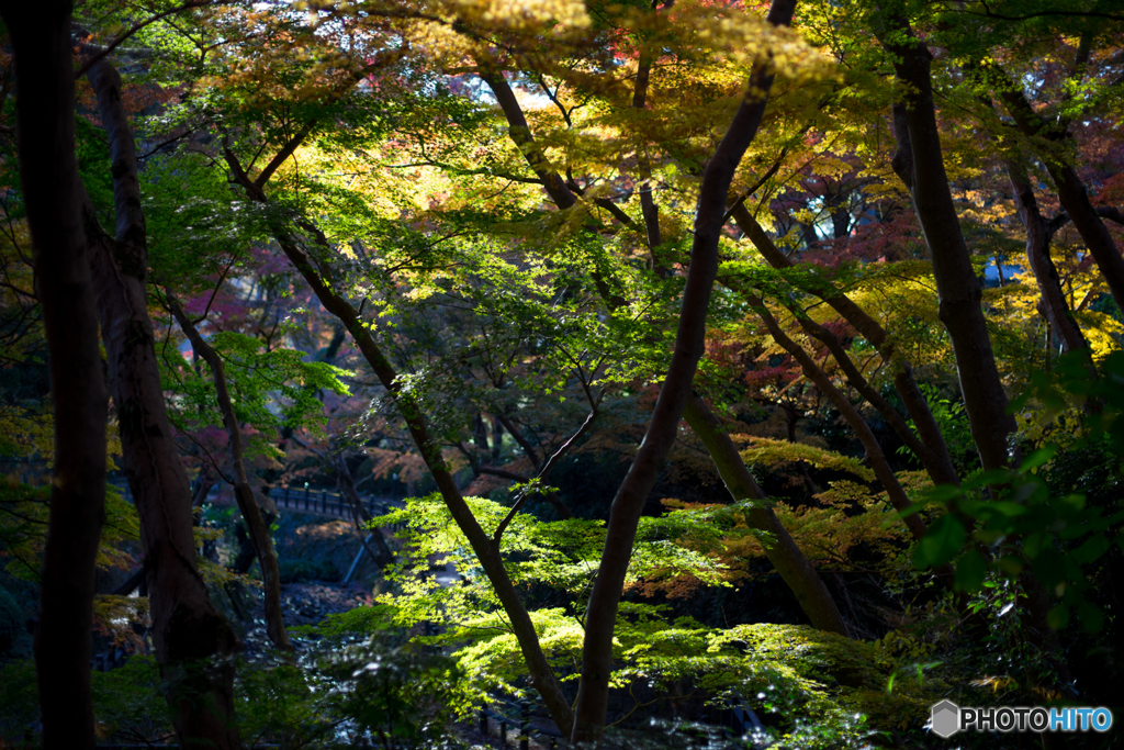 紅葉狩りへ