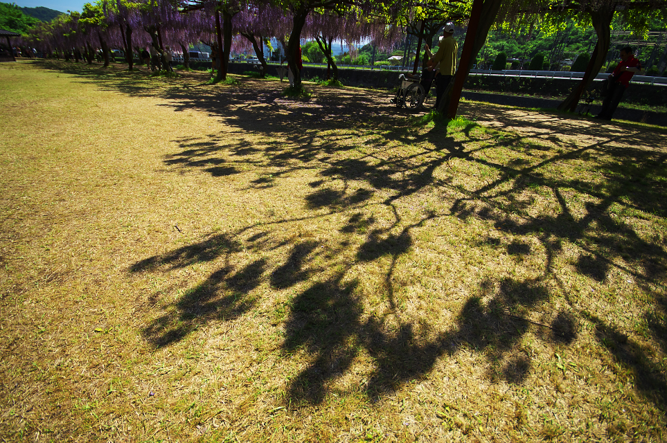 東津野村の大藤　影