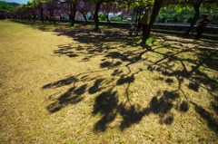 東津野村の大藤　影