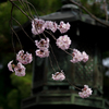 鞍馬寺　桜<1>