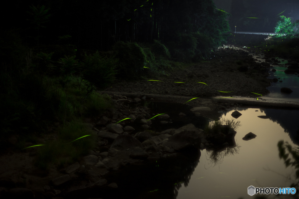 ホタルを探しに<2>