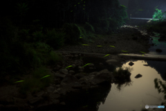 ホタルを探しに<2>