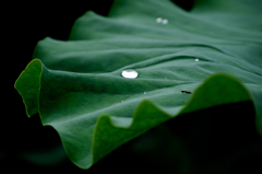 ハスと水玉と<3>