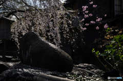 祇園白川の桜<2>