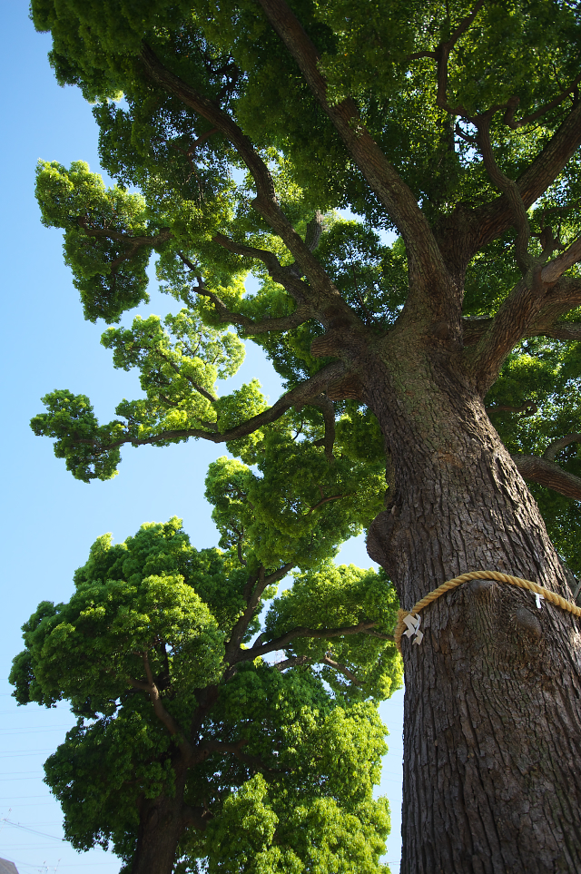 阿麻美許曾神社　ご神木