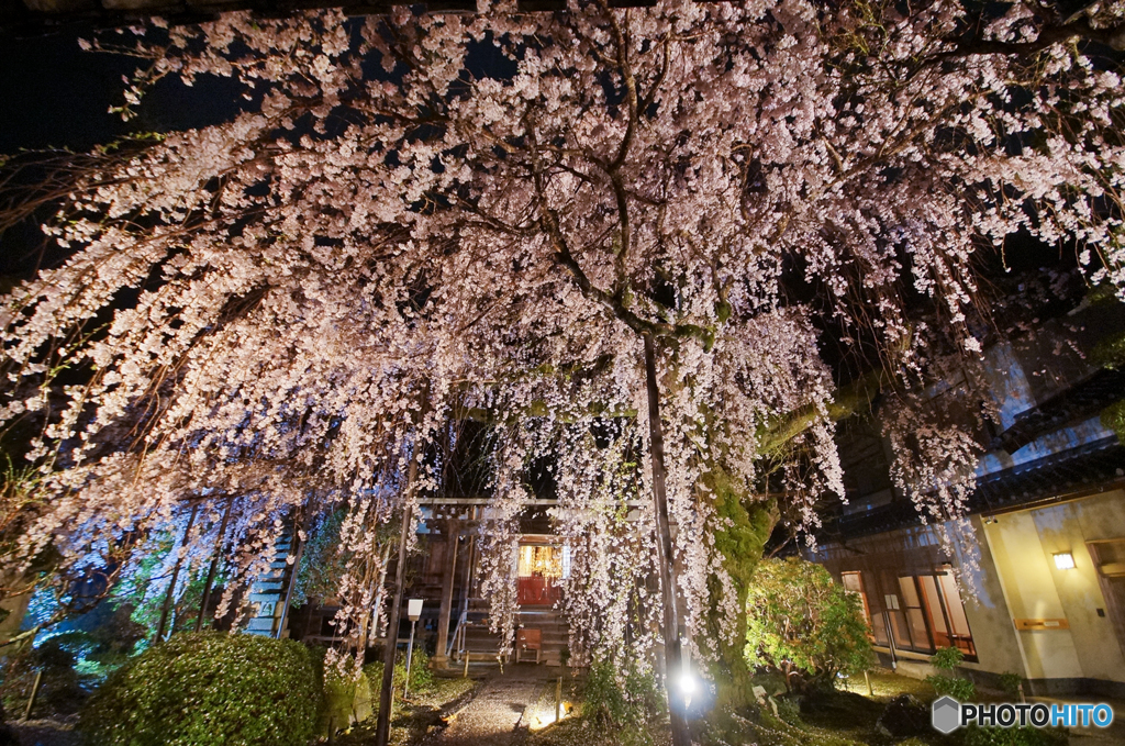 専称寺の枝垂れ桜<3>