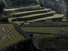 竹の棚田