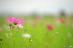 藤原宮跡のコスモス<1>(Silkypix)