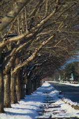 桜並木