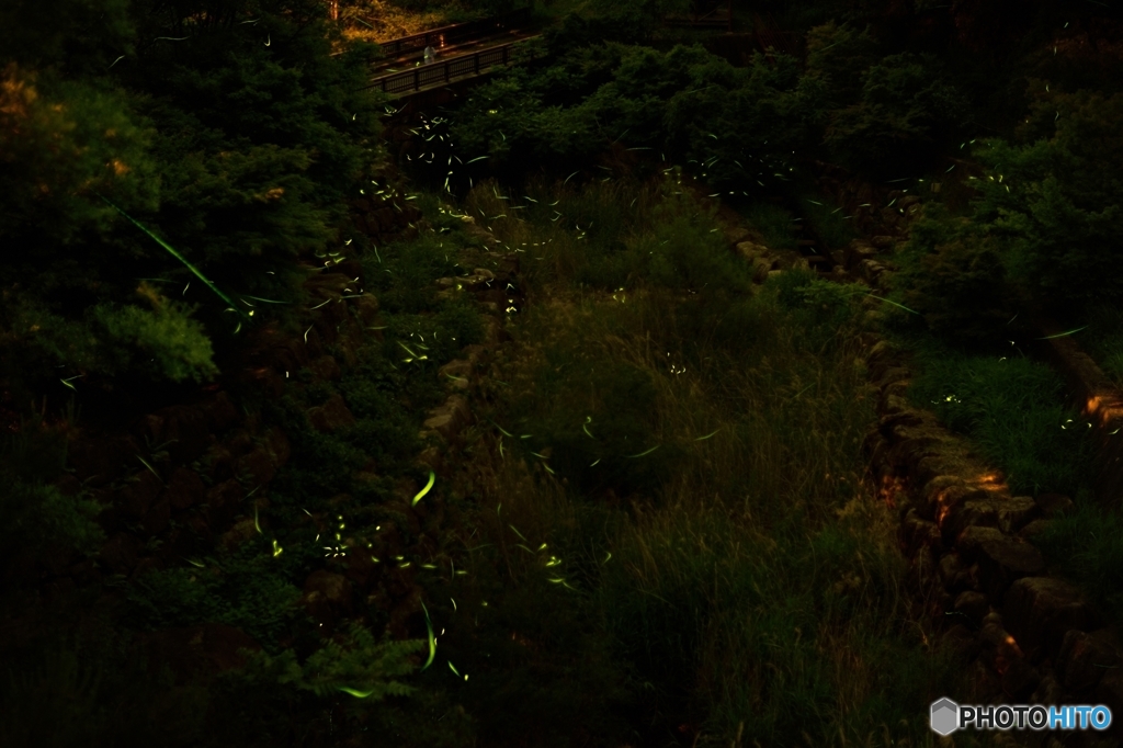 ホタル鑑賞