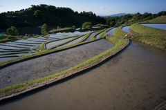 本日の棚田(20150529)