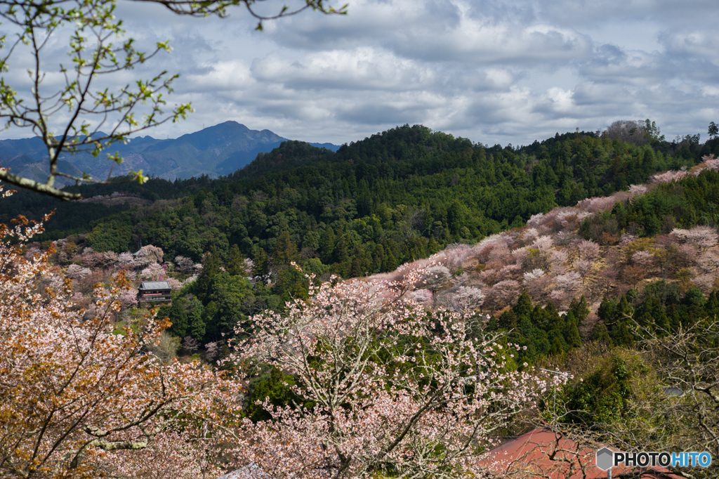 吉野の桜風景<8>