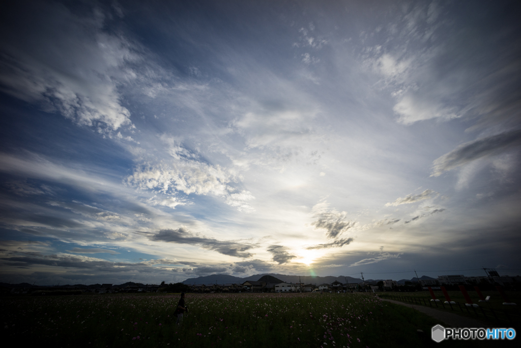 藤原宮跡のコスモス<4>