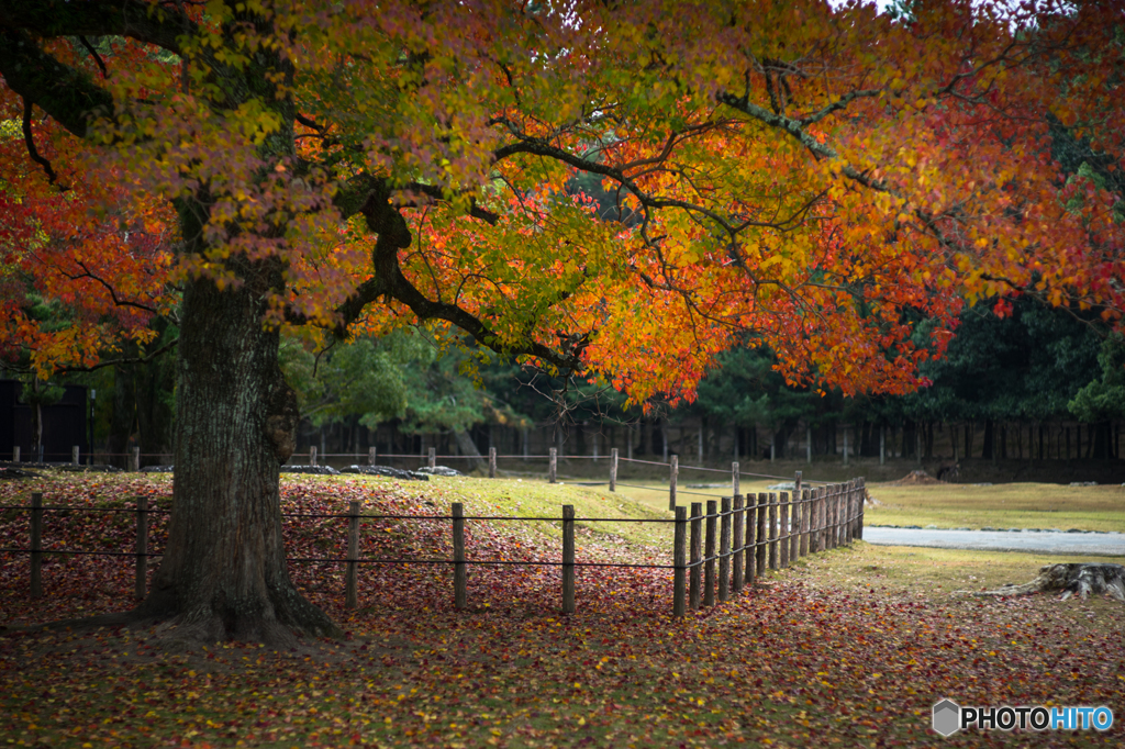奈良公園の紅葉<2>