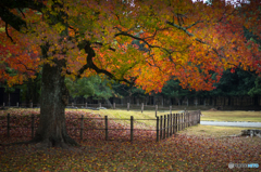 奈良公園の紅葉<2>