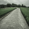 田んぼ道