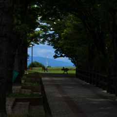木陰のトンネル