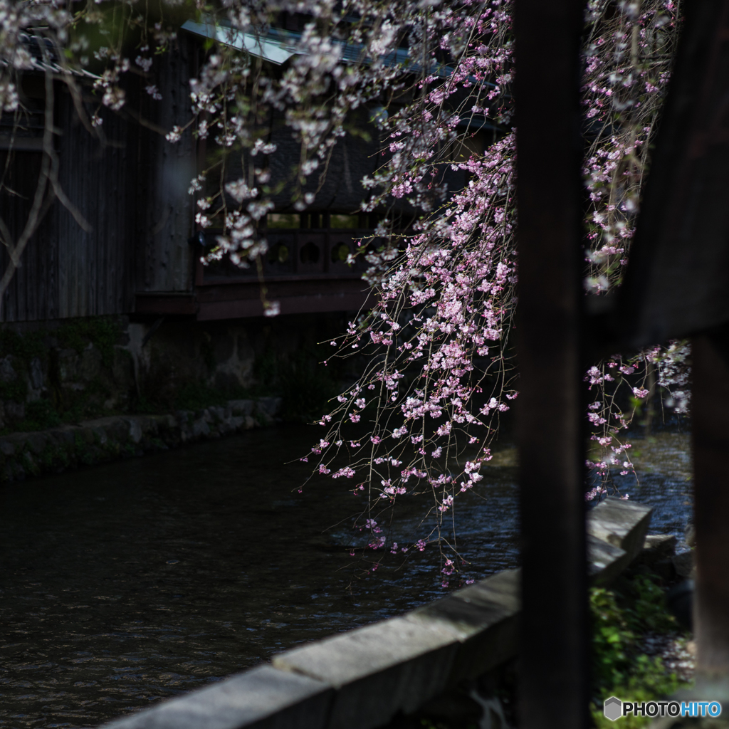 祇園白川の桜<3>