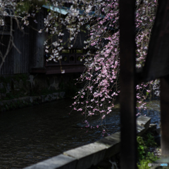 祇園白川の桜<3>