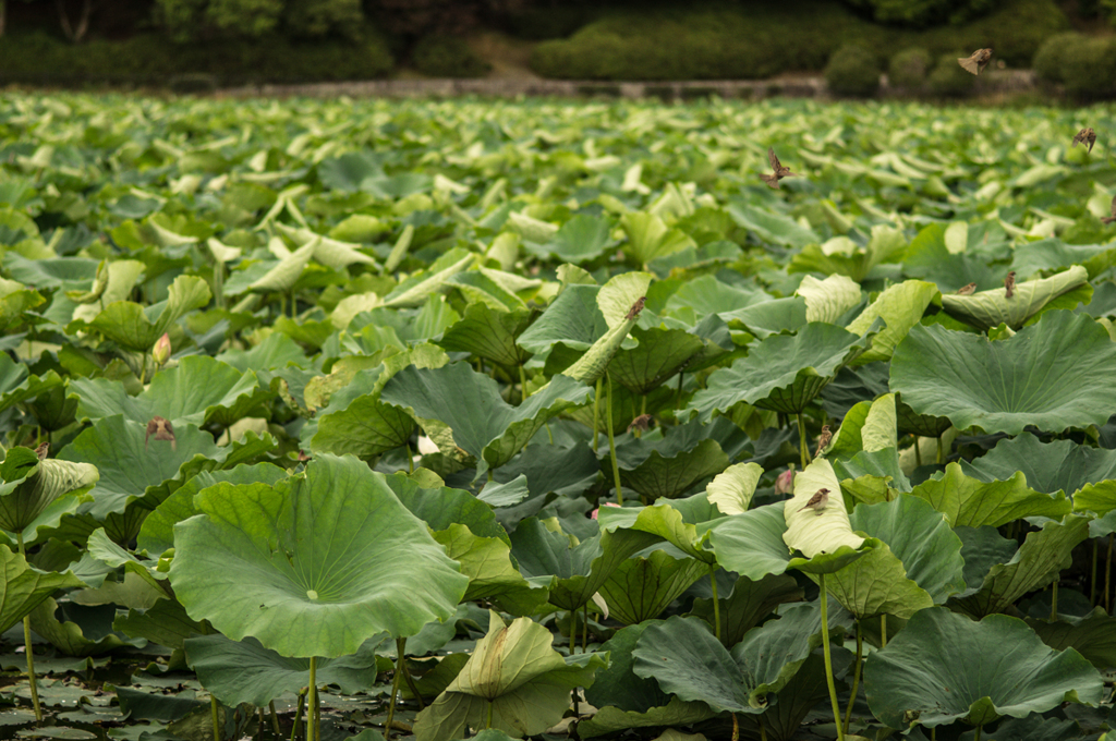 ハスと戯れるスズメ達