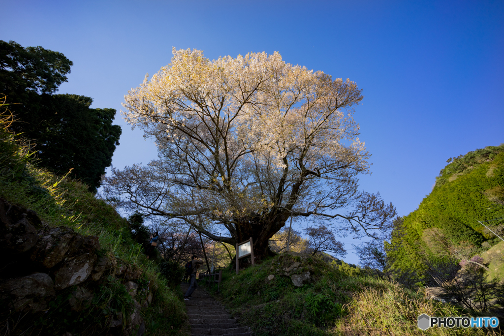 仏隆寺千年桜<6>
