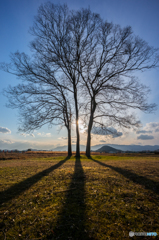 樹と影と太陽と