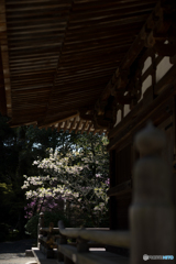 石山寺<5>