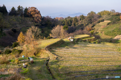 冬の棚田風景<1>