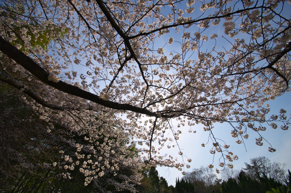 桜見上げる