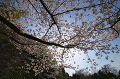 桜見上げる