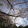 桜見上げる