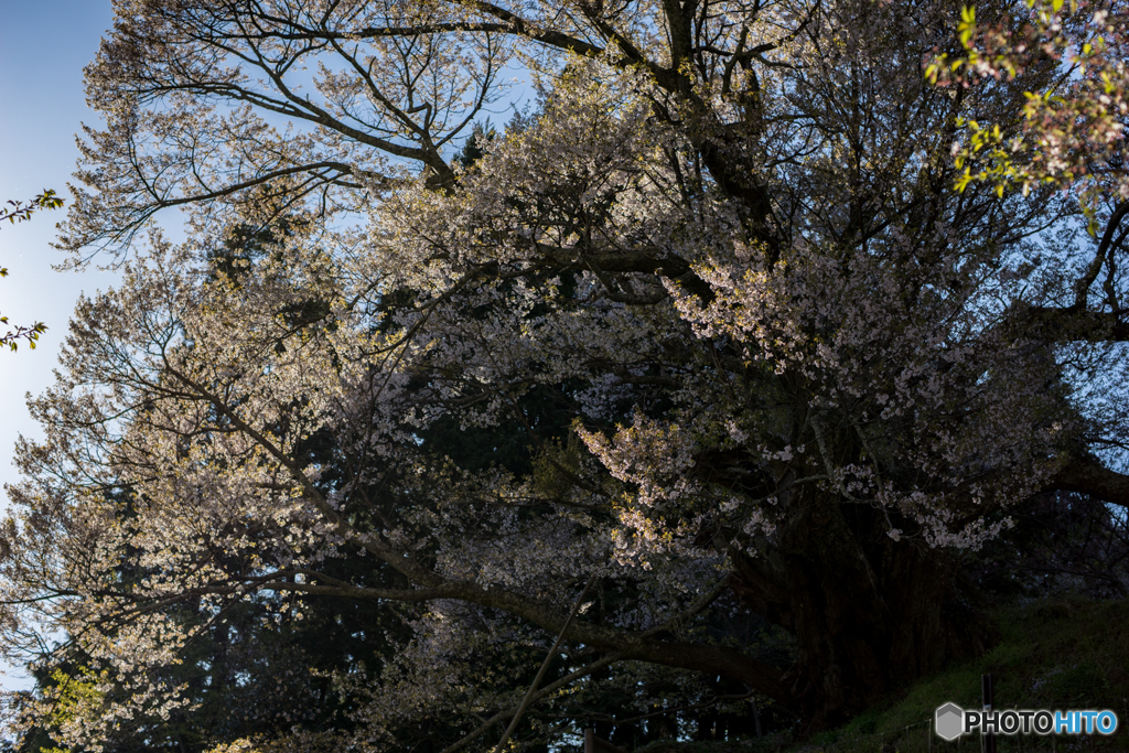 仏隆寺千年桜<2>