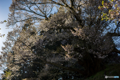 仏隆寺千年桜<2>