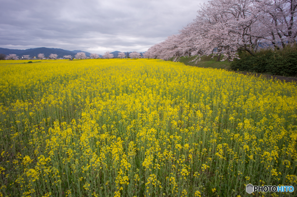 と桜