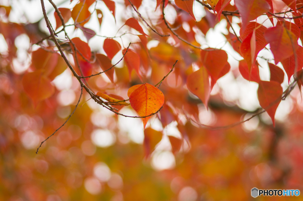 奈良公園の紅葉<4>