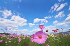 亀岡コスモス園<その7>　何でしょ？