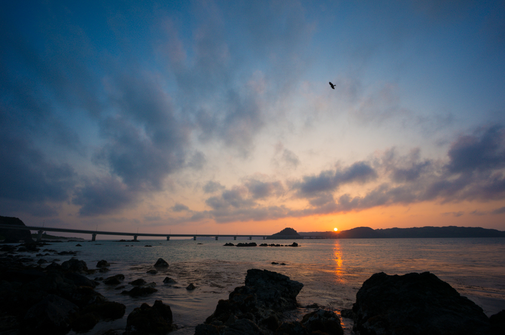 夕日に舞う
