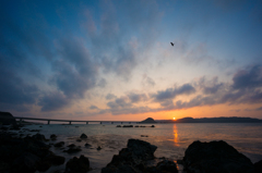 夕日に舞う