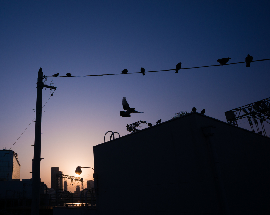 鳩場