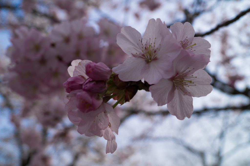 鞍馬寺　桜<2>