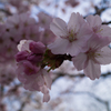 鞍馬寺　桜<2>