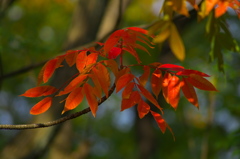 紅いの葉<その3>